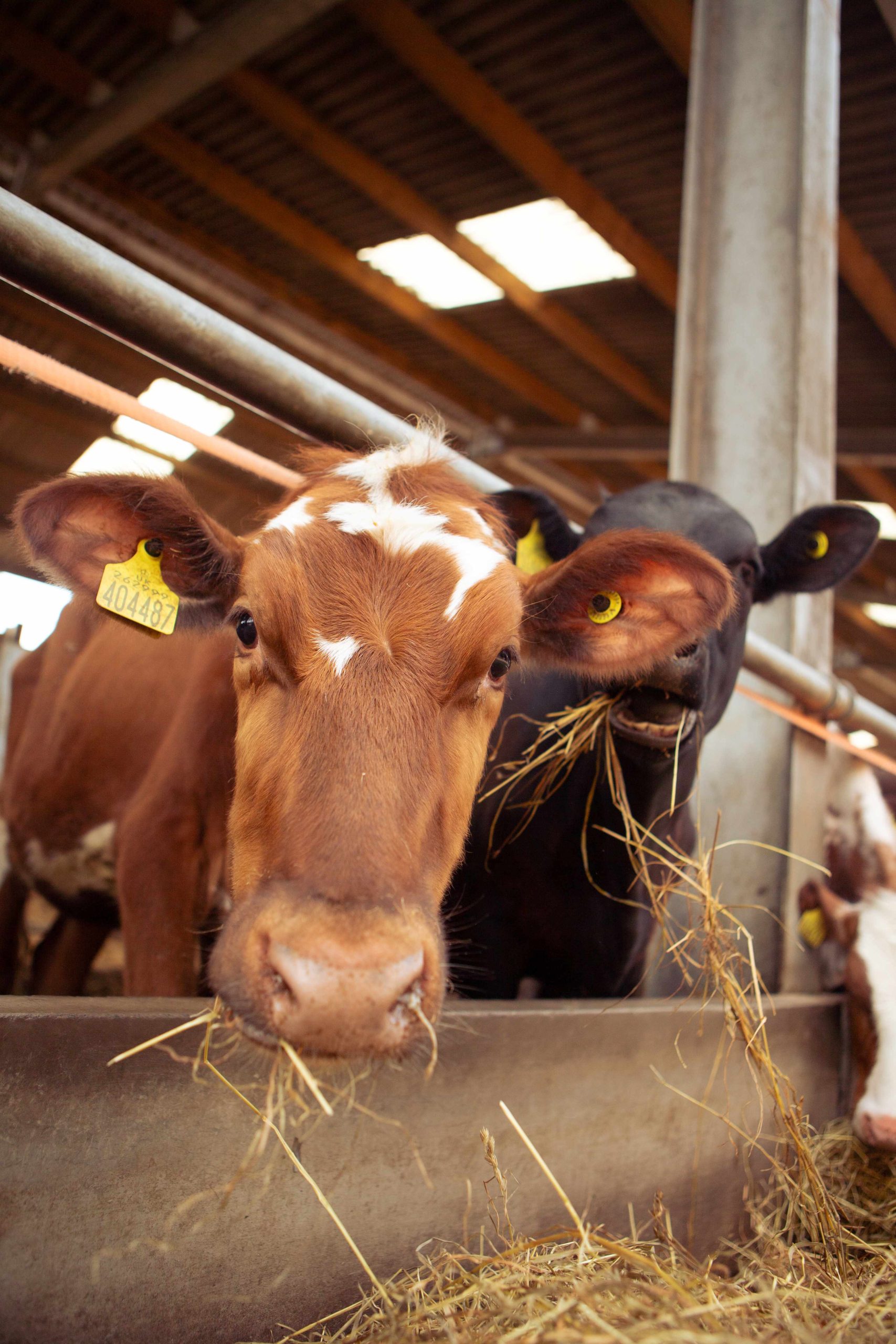 Cow OFS Max