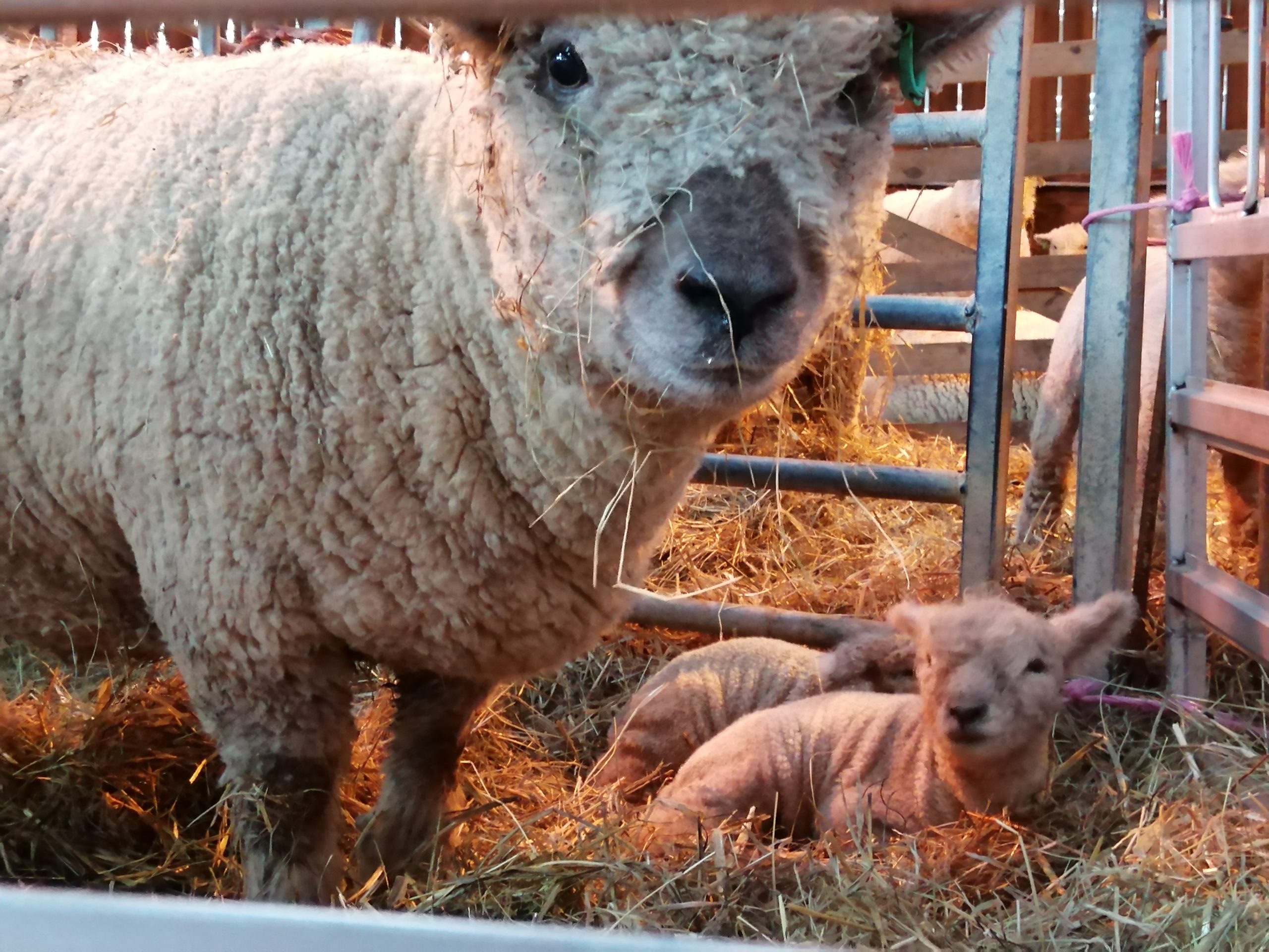 Lambs 1